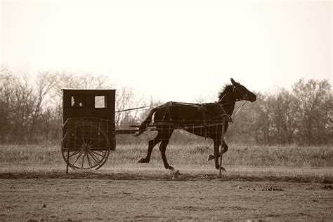 Horse N Buggy Photograph By Jonathan Golden Fine Art America
