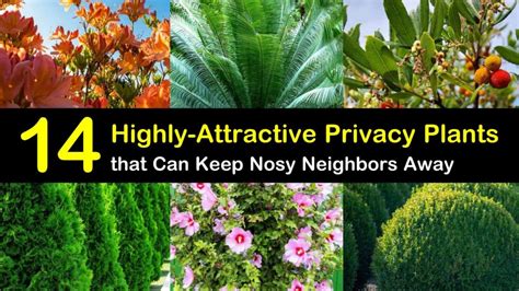 14 Highly Attractive Privacy Plants That Can Keep The Nosy Neighbors Away