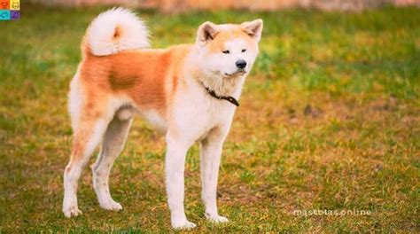 Akita Inu El Perro De Origen Japonés Mascotas Online Temperamento