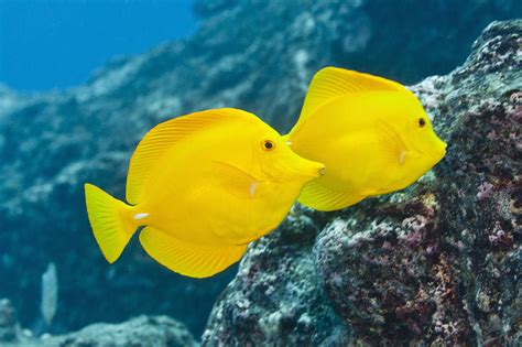 Pair Of Bright Yellow Tropical Fish On Coral Reef Photograph By Jeff Hunter