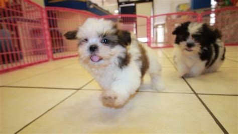 Affectionate Malti Tzu Puppies For Sale In Atlanta Georgia Ga Mix Of