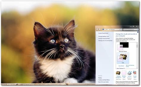 Cats Windows Theme官方电脑版华军软件宝库