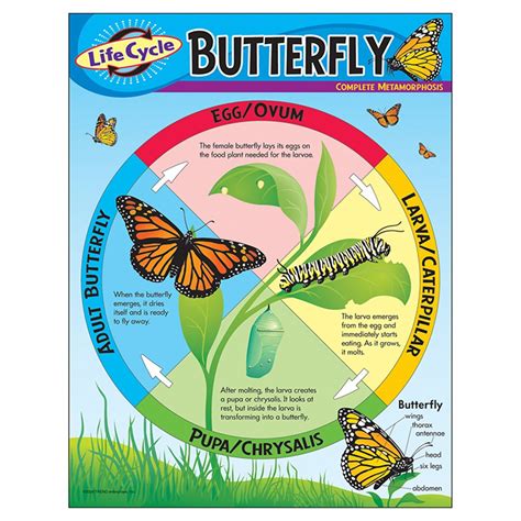 Life Cycle Of A Butterfly Learning Chart T 38151 Trend Enterprises Inc
