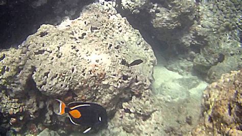Reef Fishes In Hawaii Youtube
