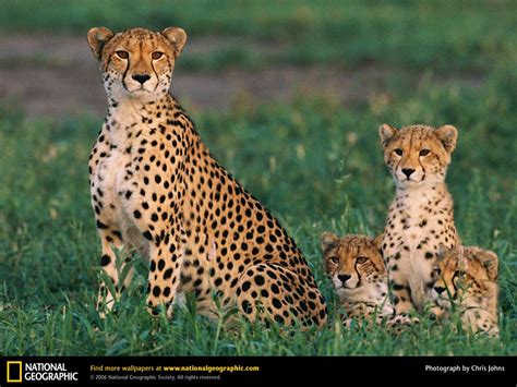 Encyclopaedia Of Babies Of Beautiful Wild Animals Big