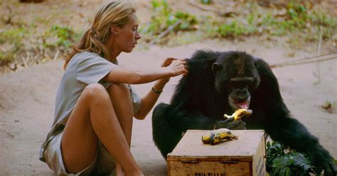 Jane Le Fabuleux Documentaire Qui Retrace L Aventure De Jane Goodall Au Milieu Des Chimpanz S