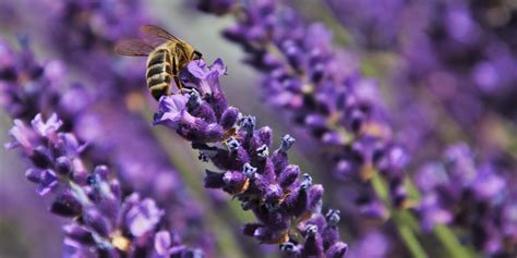 Lavendel Snoeien Verzorgen Hoe Doe Je Dat Slimster