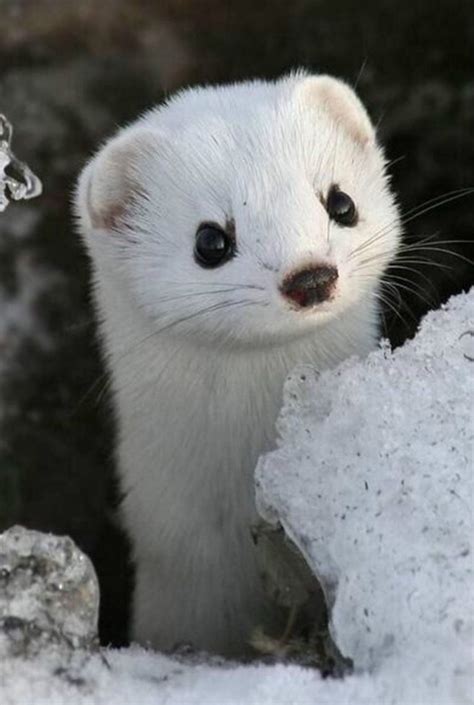 Watch The Worlds Most Adorable Wild Snow White Weasel