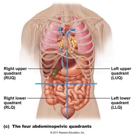 Female full internal organs, healthy and unhealthy. Left Side Internal Organs Human Body - ovulation symptoms