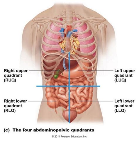 The lymphoid organs assist the lymphatic system. Left Side Internal Organs Human Body - ovulation symptoms