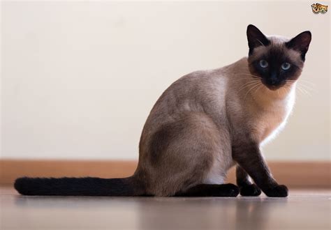 A list of cat breeds to help you choose your perfect cat. Is the Siamese cat breed becoming less popular in the UK ...