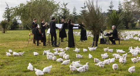 Symfonieorkest Speelt Voor Duizenden Kippen De Reden Is Wetenschappelijk Bewezen Curioctopus Nl