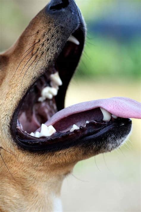 How To Open A Dogs Mouth