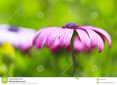 Purple Flower Petals Close Up Stock Photo Image Of Blossom Floral