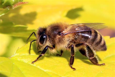 Filehoney Bee Apis Mellifera Wikimedia Commons