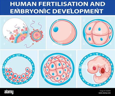 Diagram Showing Human Fertilisation And Embryonic Development