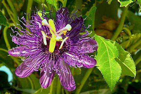 Growing Passion Fruit Vine Cuttings And Seeds Daylilies In Australia