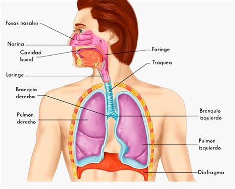 El Sistema Respiratorio Anatomia Escuelapedia Recursos Images