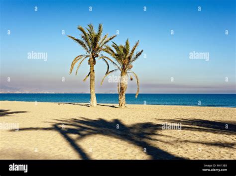 Beach Tree Trees Palm Hi Res Stock Photography And Images Alamy