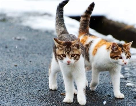 Ketika melihat kucing himalaya, anda tentu dapat menebak perpaduan genetik yang membentuk sosoknya. Perbedaan Jenis, Ciri-ciri, Kucing Domestik, Ras Asli, dan ...