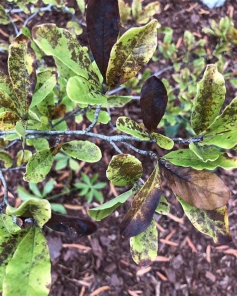 8 Most Common Magnolia Tree Diseases With Photos World Of Garden Plants