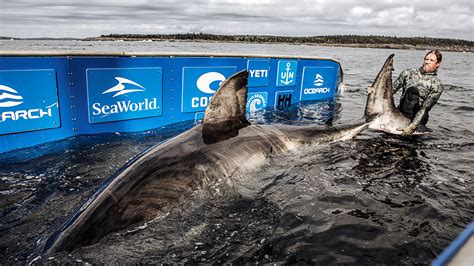 Researchers Tracking Mammoth Great White Shark Nukumi On Atlantic Coast