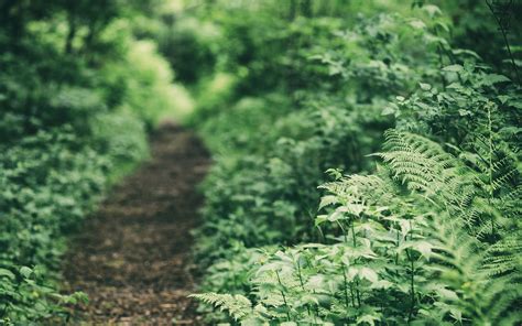 1920x1200 Nature Forest Ferns Path Depth Of Field Wallpaper