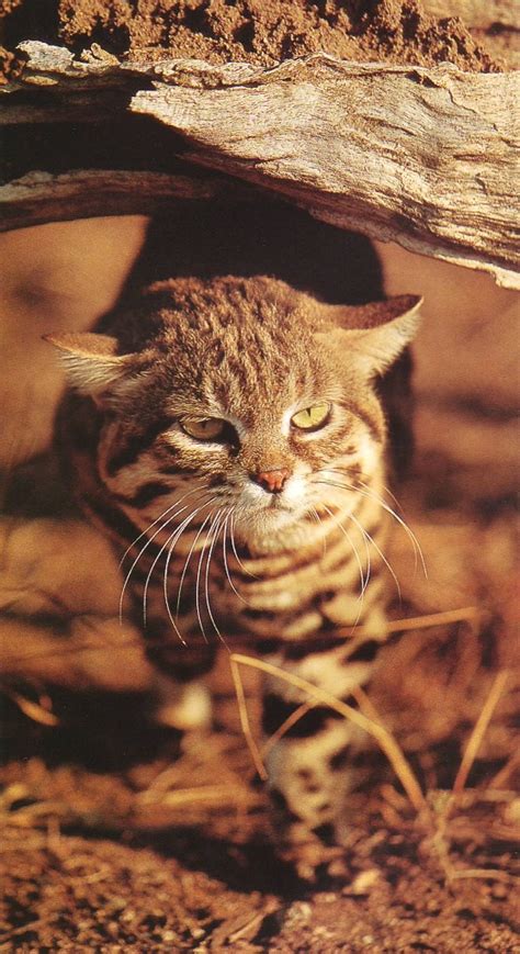 Black Footed Cat Information And Facts ~ Felis Nigripes ~ Cats For Africa