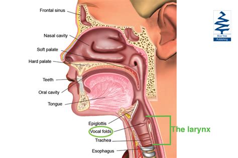 Anatomy Of The Vocal Cords