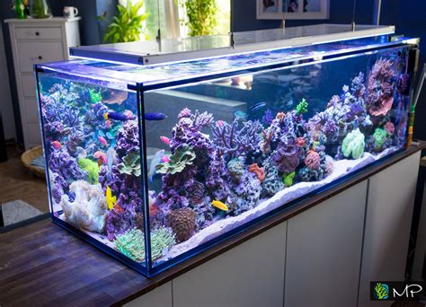Need Help Deciding If A Fish Is Right For Your Reef Weve Got You