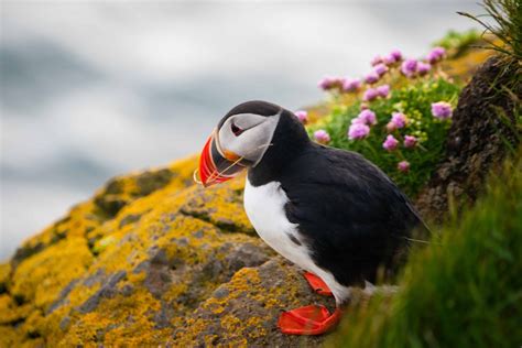 Puffins In Iceland Best Locations For Puffin Watching In Iceland
