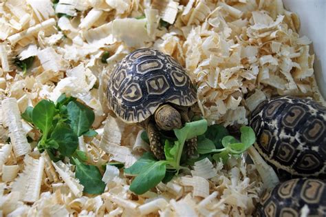 Do you know of any? What Is The Best Small Turtle For A Pet? [Tiny Turtle Pets ...