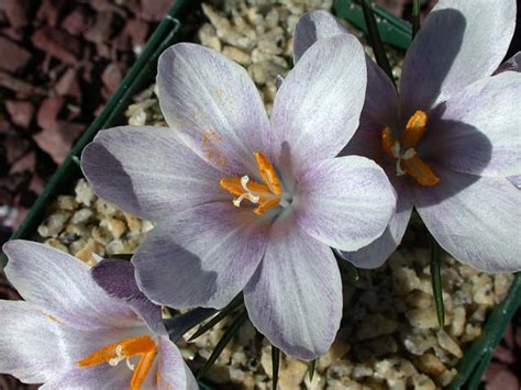 Spring Blooming Crocus Five Pacific Bulb Society