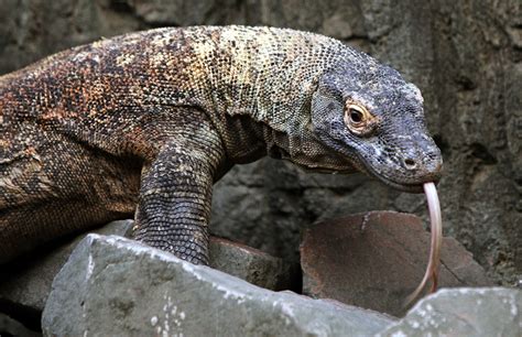 Genome Study Reveals Clues To Komodo Dragons Unique Abilities The