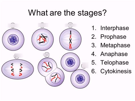 What Are The Stages Of Mitosis Diagram Quizlet