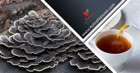 turkey tail mushroom tea activa naturals