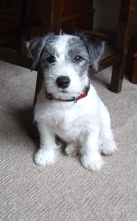 Parson russell terrier breeders in australia and new zealand. Parsons Jack Russel Terrier Dogs Puppy Hound Pups Dog ...