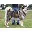 Alaskan Malamute Breed Guide  Learn About The