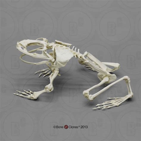 Articulated Goliath Frog Skeleton Sc 094 A Animal Skeletons Animal