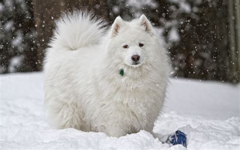 Wallpaper Dog White Snow Winter 1680x1050 4kwallpaper 1039822