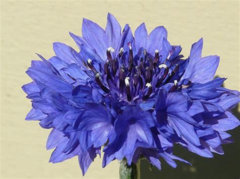 Fleurs Bleues 10 Variétés Pour Un Jardin Tout Bleu