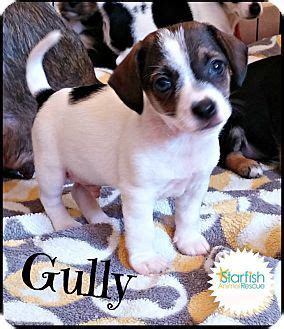 Collection by shirley tinker • last updated 3 days ago. Corgi/Schnauzer (Miniature) Mix Puppy for adoption in Plainfield, Illinois - Gully | Puppy ...