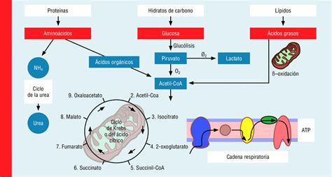 Esquema Sobre El Catabolismo Images Hot Sex Picture