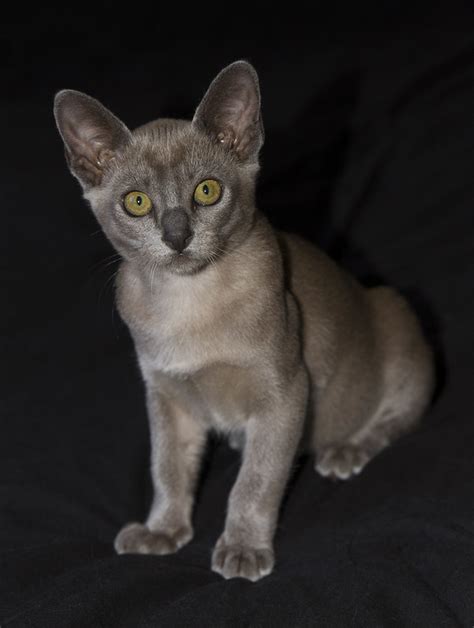 Puff The Blue Burmese Kitten Learning To See Light