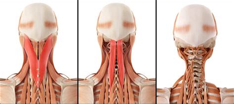 Program within @mayoclinicgradschool is currently accepting applications! Smarter Neck for Better Eyes - The Healthy Facts