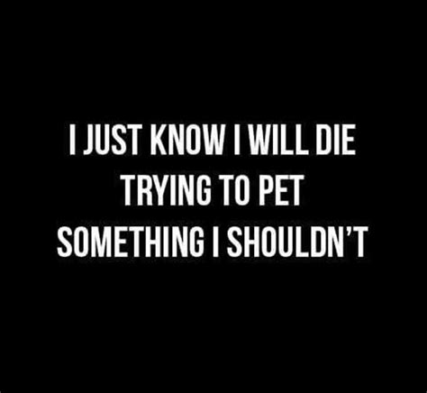 I Know I Will Die Sarcastic Quotes Me Quotes Funny Quotes Stupid Quotes Very Funny Memes