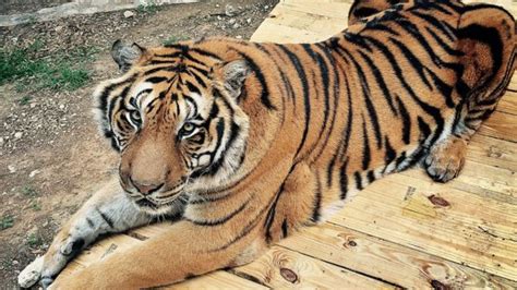 Does The Us Have A Pet Tiger Problem Bbc News