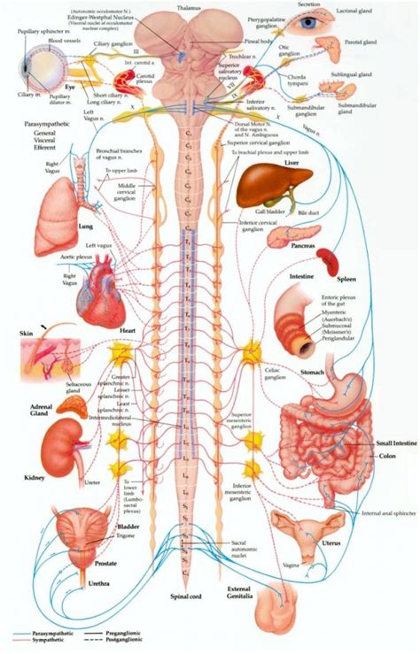 Nervous System Diagram For Kids To Label