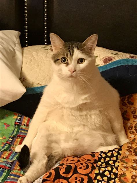 Psbattle Fat Cat Sitting Up With Shocked Eyes Rphotoshopbattles