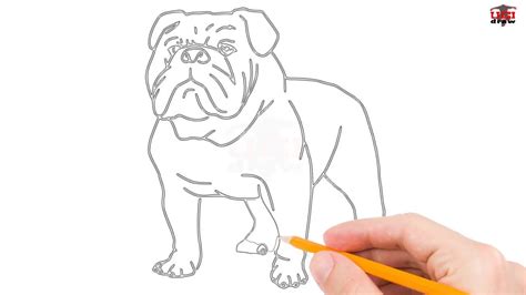 How To Draw A Bulldog Step By Step Easy For Beginnerskids Simple